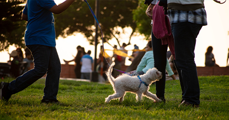 family reunion picnic little dog